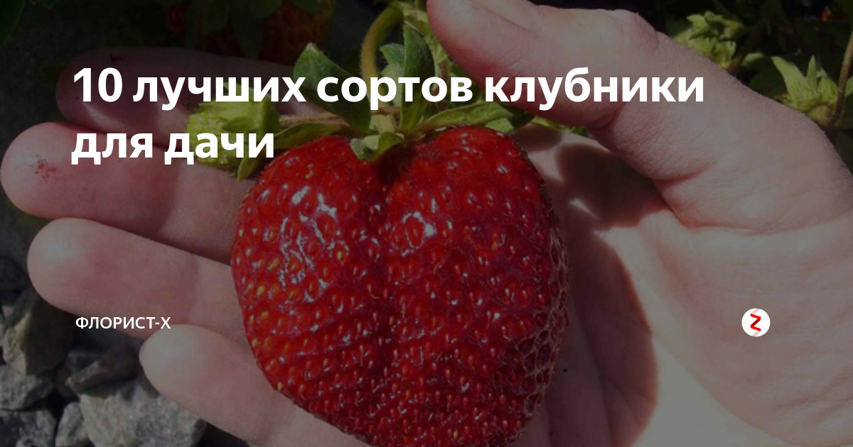 Клубника сорт Бьюти. Сорта клубники для Волгоградской области. Клубника Машенька. Земляника Машенька описание сорта.