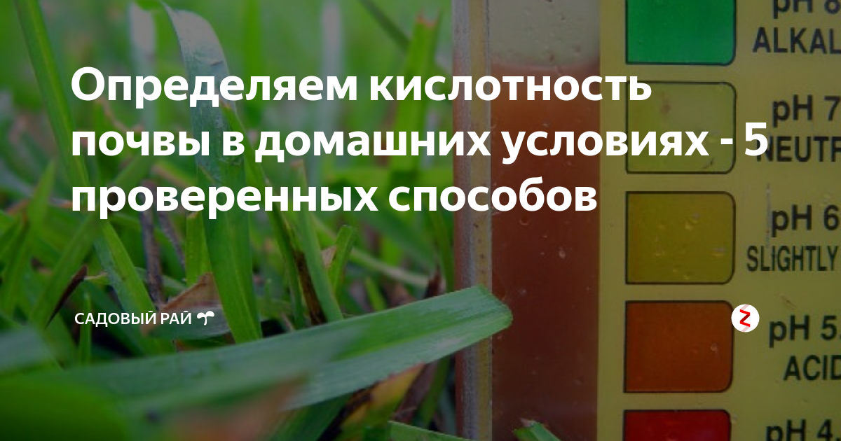 Как закислить почву для гортензий, вересков, хвойных | Полезные статьи на блоге Беккер