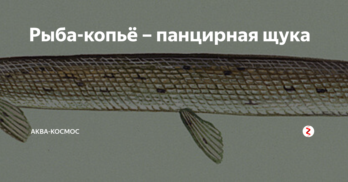 Рыба-меч. Рыба копью. Рыба меч черноморская. Щучья чешуя. Черный марлин рыба.