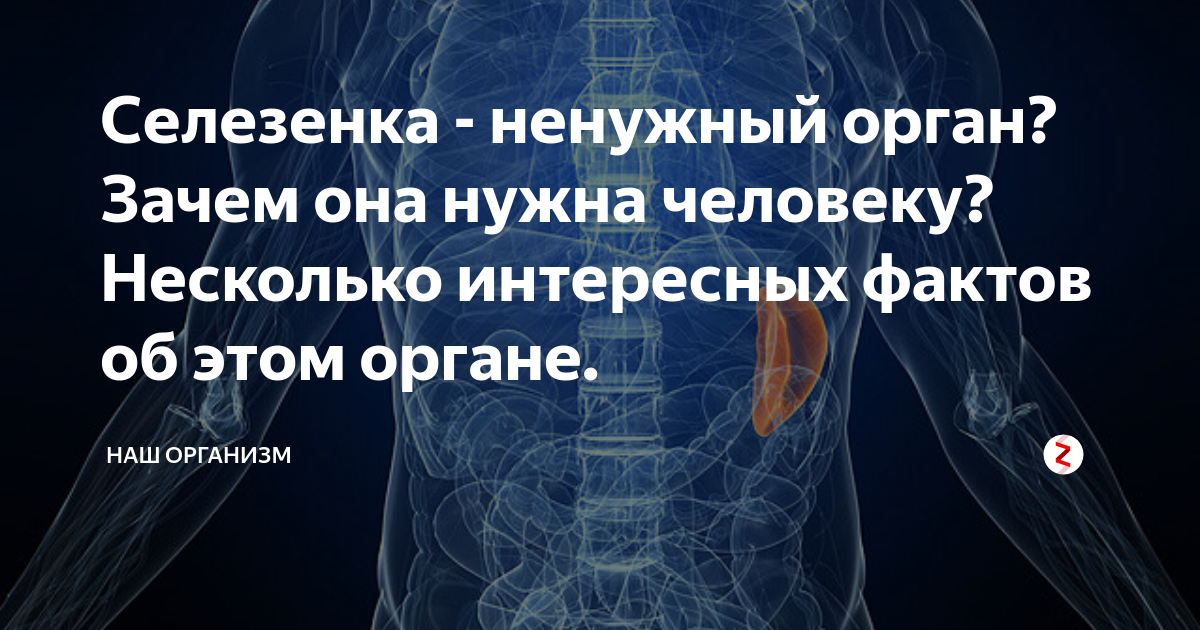 Червеобразный отросток слепой кишки. Тело человека пищеварительная система. Ненужный орган у человека. Ненужный орган у человека. Анатомия человека вода.