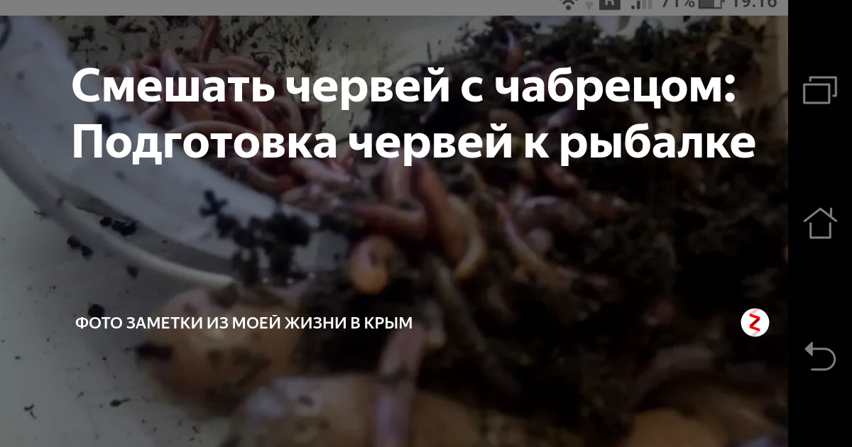 Смешать червей с чабрецом: Подготовка червей к рыбалке | Фото заметки ...
