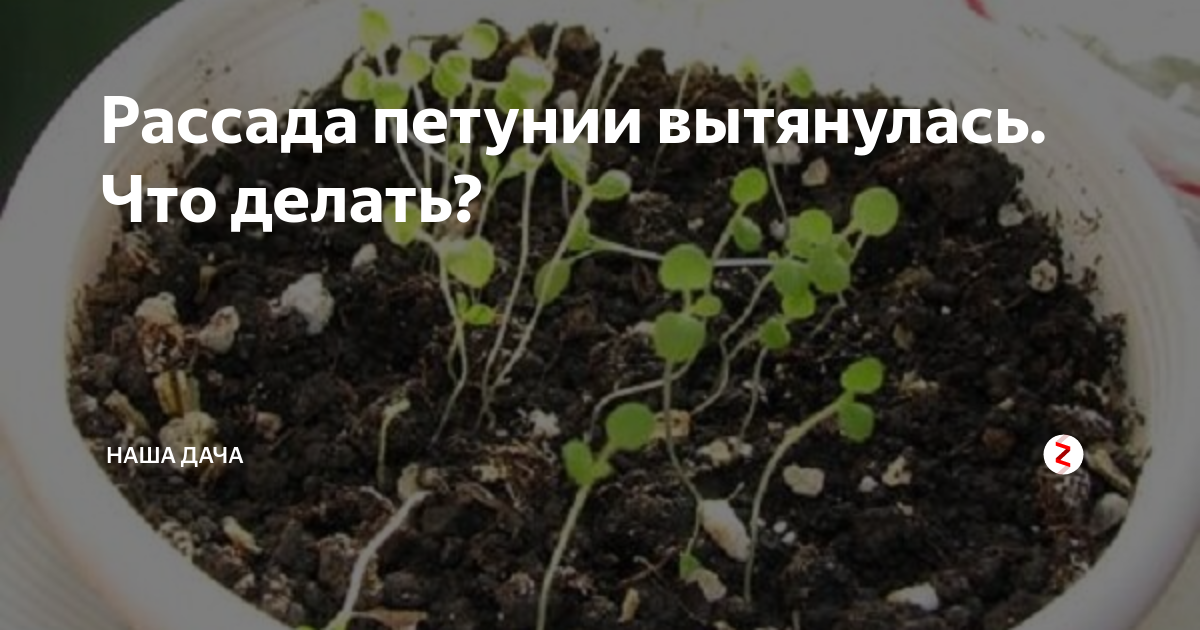 вытянулась рассада петунии тайдал. завяла петуния. рассада петунии вытягивается. всходы петунии. ростки петунии.