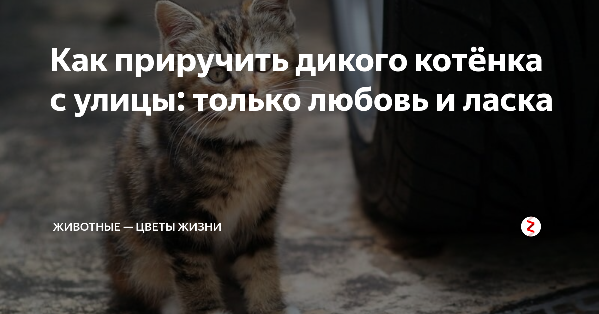 Как приручить котенка с улицы