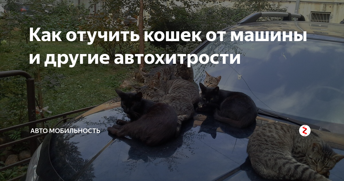 Как отучить кошку залазить