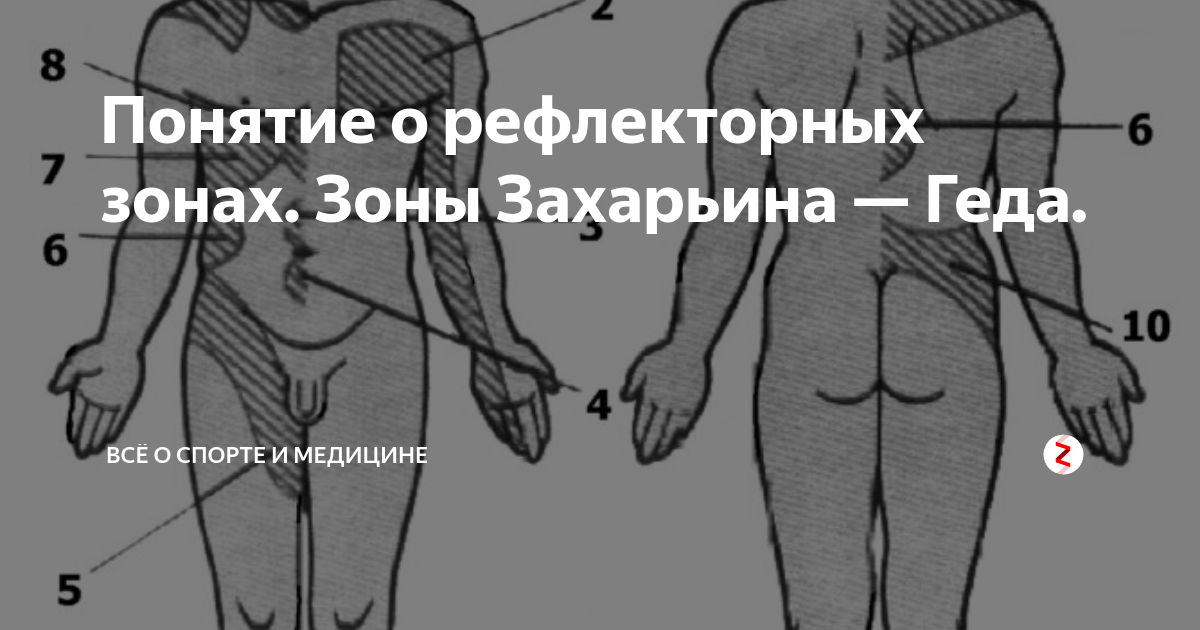 Понятие о рефлекторных зонах. Зоны Захарьина — Геда. | Доктор Шилов ...