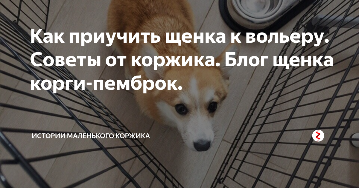 Как приучить щенка корги к туалету на улице