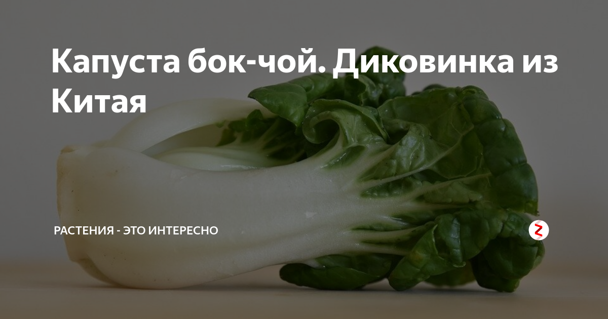 Капуста бок-чой. Диковинка из Китая | Растения - это интересно | Дзен
