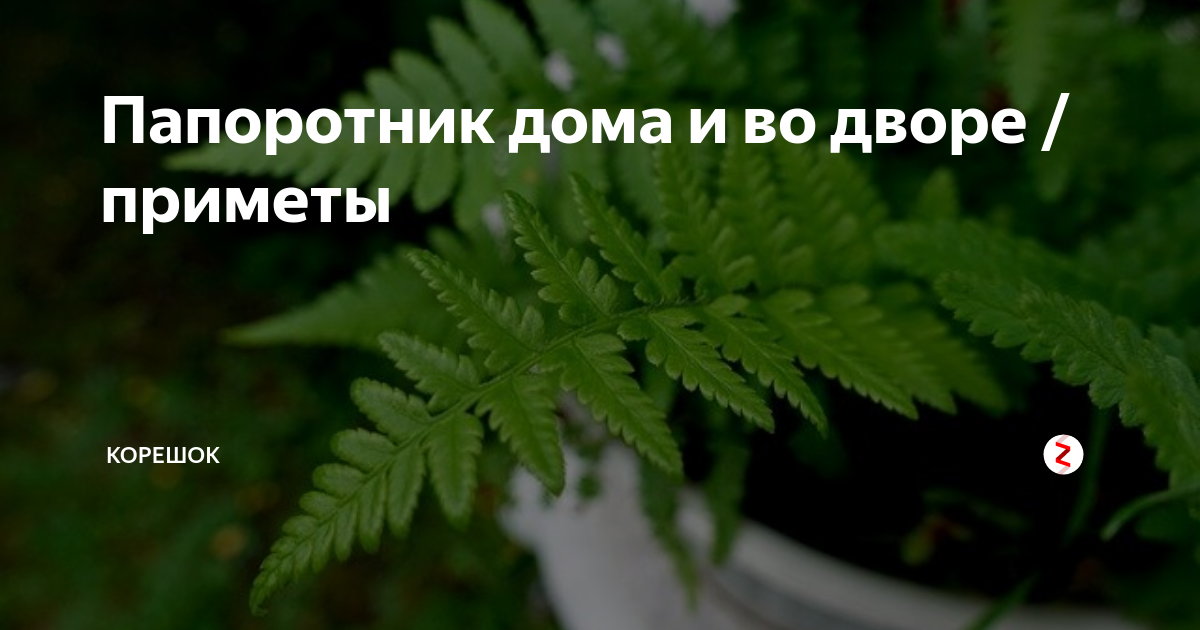 Папоротник приметы держать дома. Папоротник приметы. Папоротник домашний приметы и суеверия. Папоротник комнатный цветок приметы. Папоротник домашний приметы.