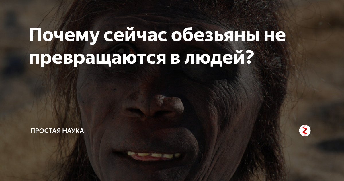 Почему обезьяны не эволюционируют в человека сейчас. Почему обезьяны не эволюционируют. Почему обезьяны не эволюционируют в человека сейчас. Почему обезьяны сейчас не превращаются в людей. Почему обезьяны сейчас не превращаются в людей.