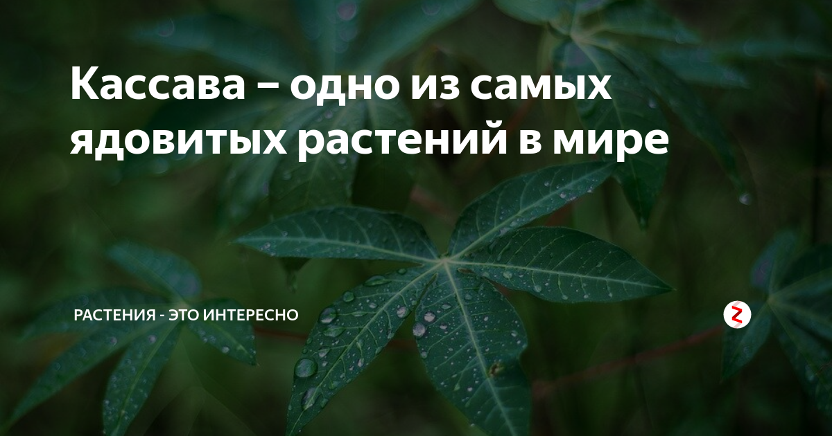 Кассава – одно из самых ядовитых растений в мире | Растения - это ...