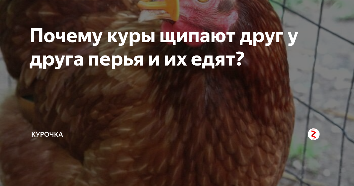 Куры друг. Курицы выклевывают перья. Выщипывание перьев у кур. Курица выдергивает перья.