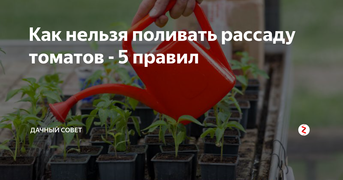 Полив помидор норма. Влажность почвы для томатов. Объем грунта для томатов. Рассаду ПОЛЕЙТЕ краны на даче закрыто.