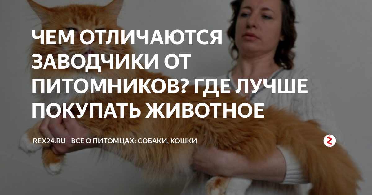 ЧЕМ ОТЛИЧАЮТСЯ ЗАВОДЧИКИ ОТ ПИТОМНИКОВ? ГДЕ ЛУЧШЕ ПОКУПАТЬ ЖИВОТНОЕ ...