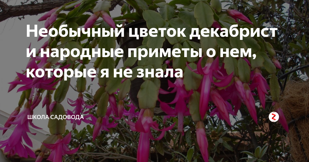 Декабрист приметы Декабрист приметы