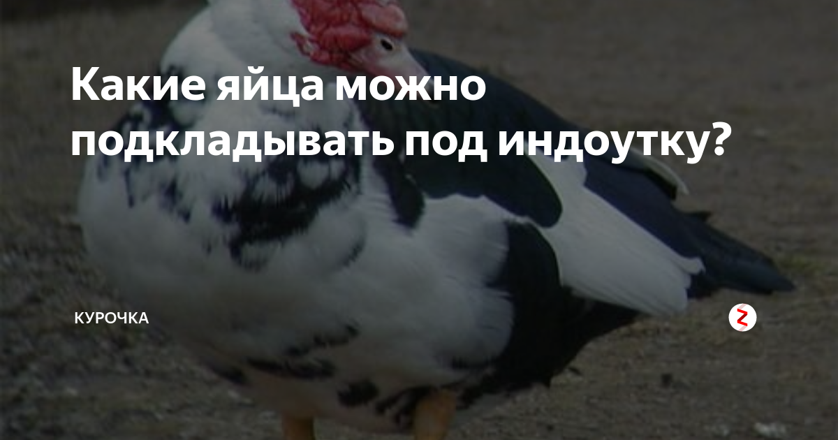 Сколько яиц можно подложить под индюшку. Яйцо индоутки. Сколько яиц можно подложить под индоутку. Как подложить яйца под индоутку. Сколько яиц подкладывать под индоутку для высиживания утят