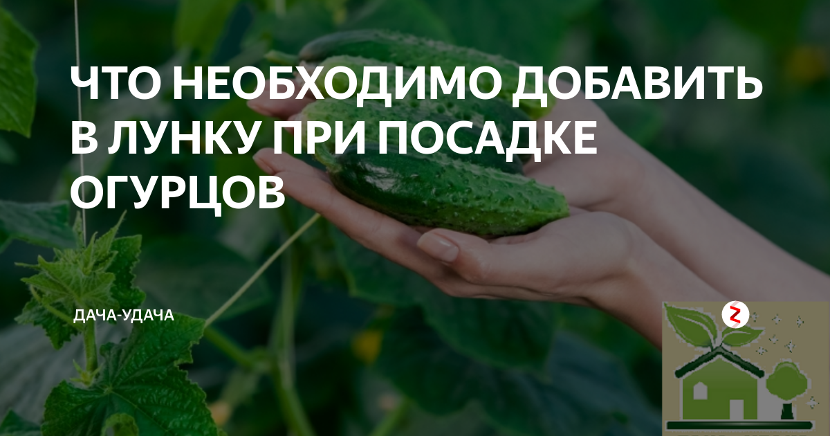 Что положить в лунку при высадке огурцов. Что добавить в лунку при посадке огурцов. что класть в лунку при посадке огурцов. что положить в лунку при посадке огурцов в теплице рассадой. посадка огурцов в лунку с крапивой.
