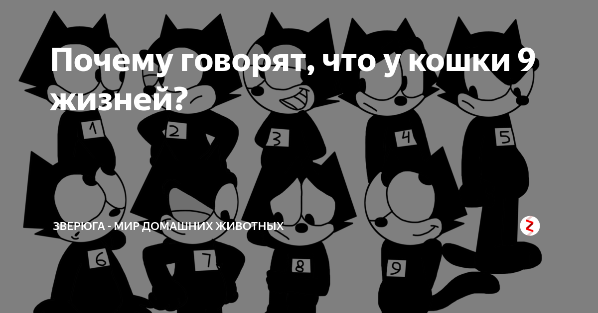 Почему у котов 9 жизней. Почему у кошек 9 жизней. Почему говорят что у котов 9 жизней. Почему говорят что у кошек девять жизней.