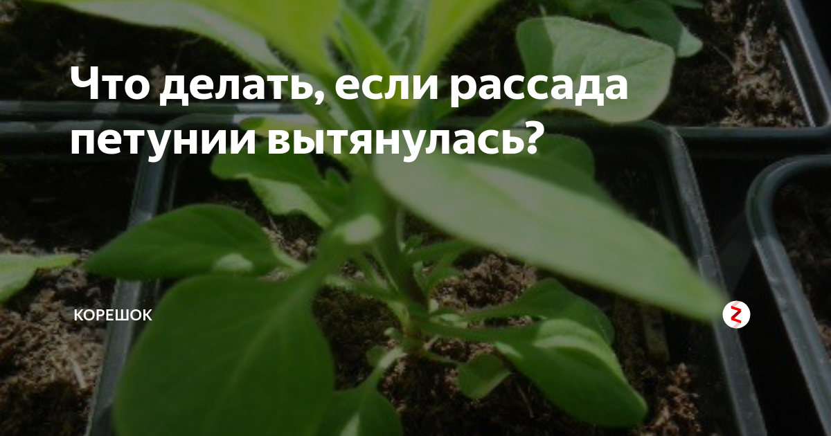 Воздействие освещения на развитие растений петунии
