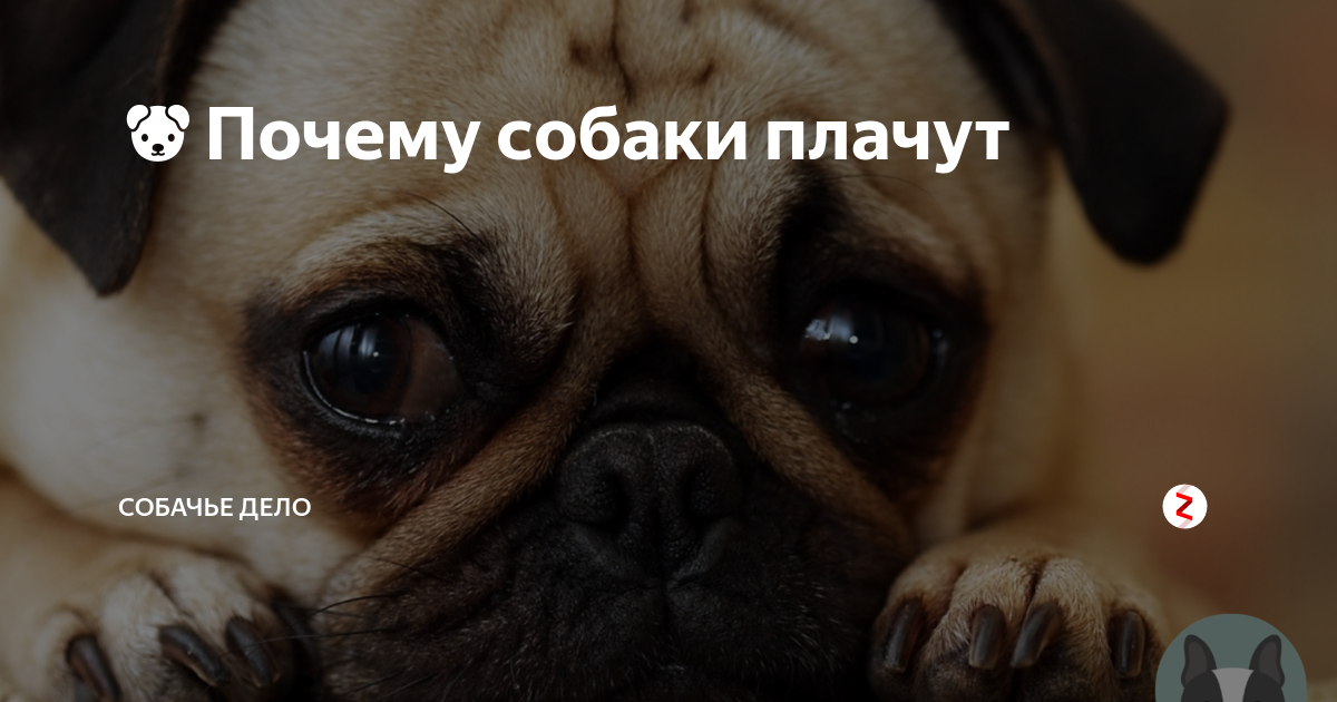 Почему собака плачет. Собаки не плачут. Собака с заплаканными глазами. Умеют ли собаки плакать.