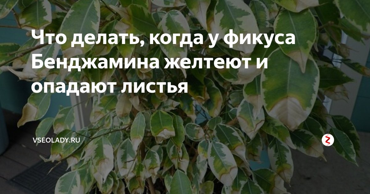 Почему у фикуса Бенджамина опадают листья? Уход в домашних условиях. Фото — Ботаничка