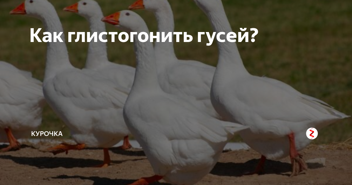Как глистогонить гусей? | Курочка | Дзен