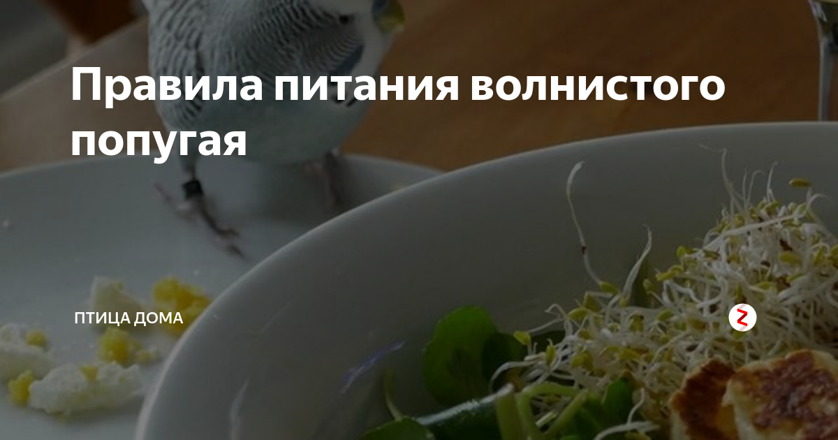 Кормление попугая волнистого через зонд. Описание волнистого попугая 2 класс. Сколько попугай может прожить без еды волнистый. Попугаи. Могут быть у попугаев блохи.