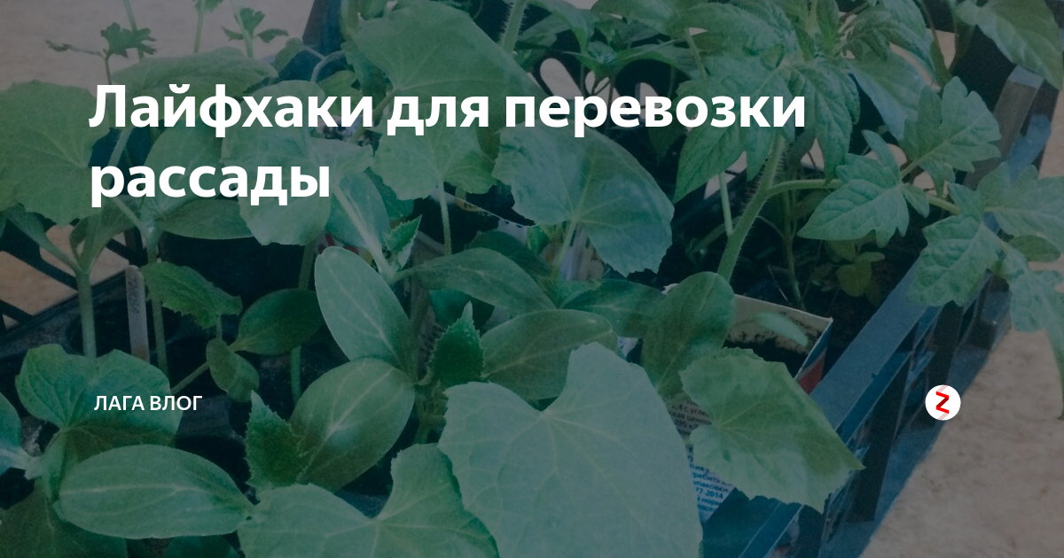 Лайфхаки для перевозки рассады | Лага влог | Дзен