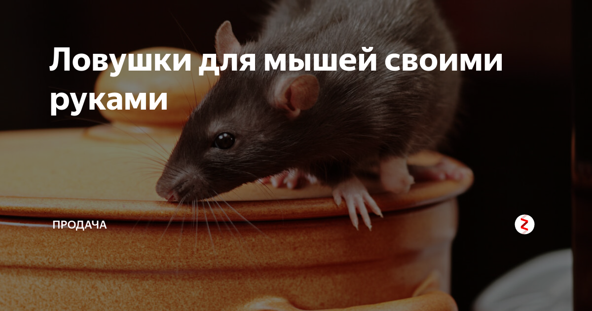 Ловушка для мышей своими руками: виды самодельных капканов