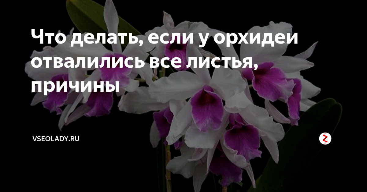 Как правильно реанимировать орхидею дома: без корней и листьев, видео — Украина