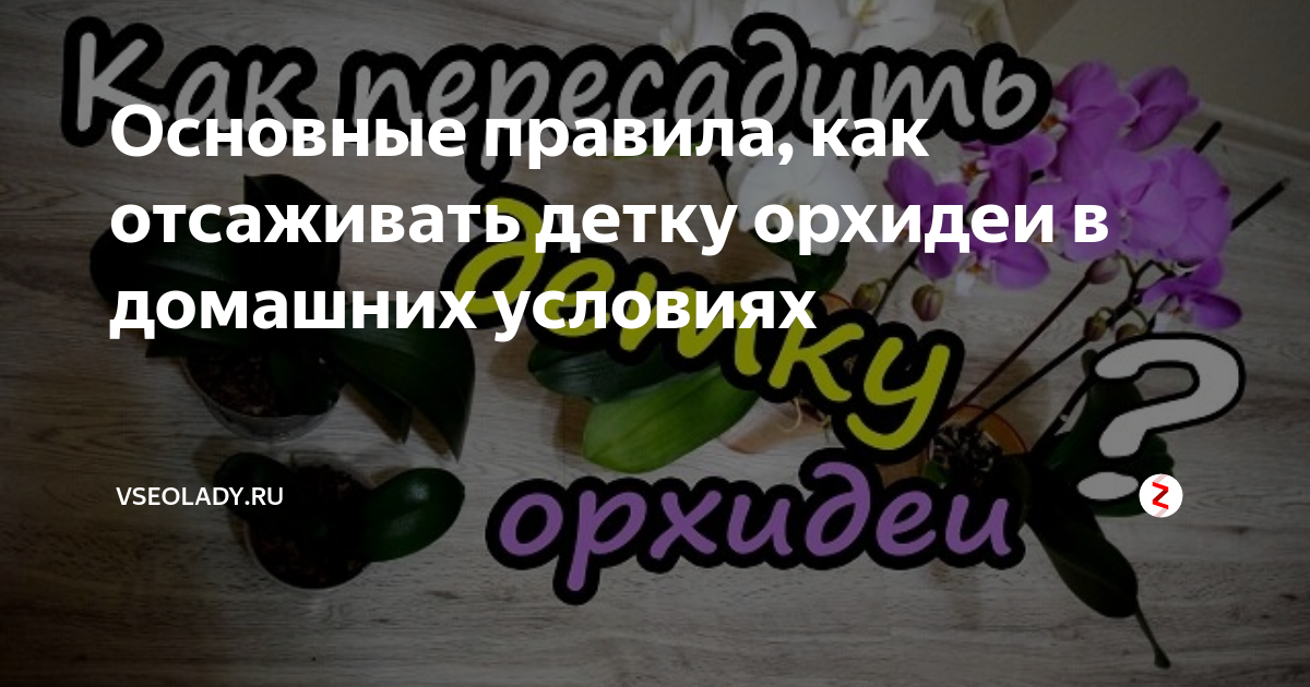 Как отсадить детку орхидеи в домашних условиях