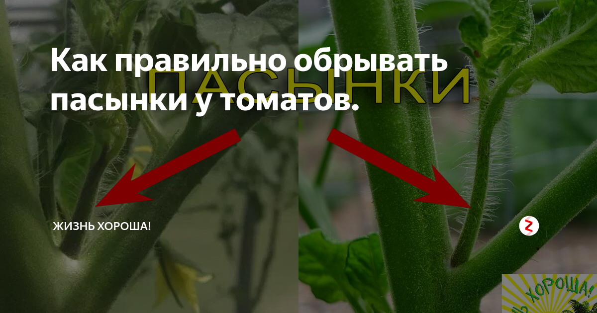 Что такое пасынки на помидорах и как обрывать их картинки