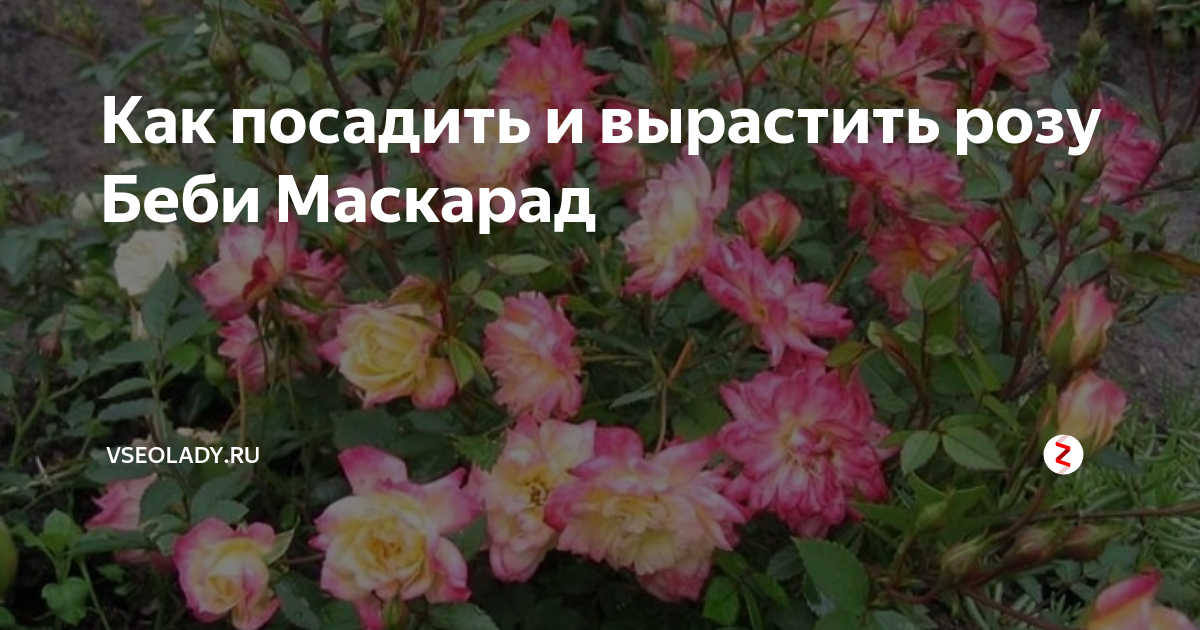 Роза бэби маскарад описание фото