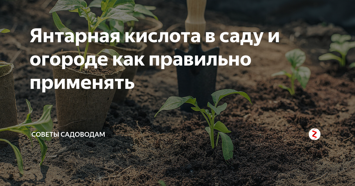 Янтарная в огороде. Янтарная кислота для растений в огороде. Янтарная кислота для сада. Янтарная кислота в садоводстве. Кислоты в растениях.