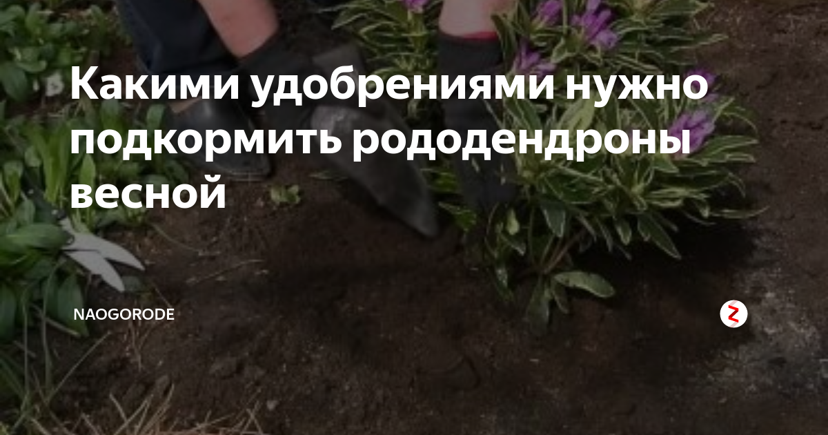 Чем подкормить рододендрон в июне после цветения. Удобрение для рододендронов весной. Подкормка для рододендрона. Чем подкормить рододендрон. Подкормка рододендронов весной.