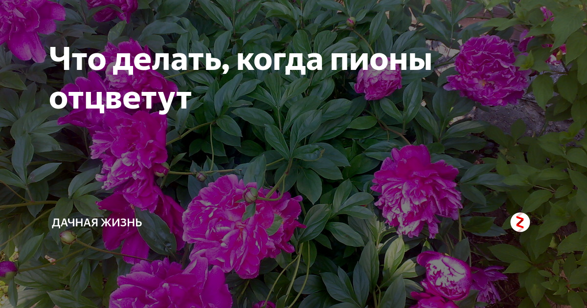 Что делать с пионами когда они отцвели. Что делать когда пионы отцвели. Что делать с пионом когда он отцвел.