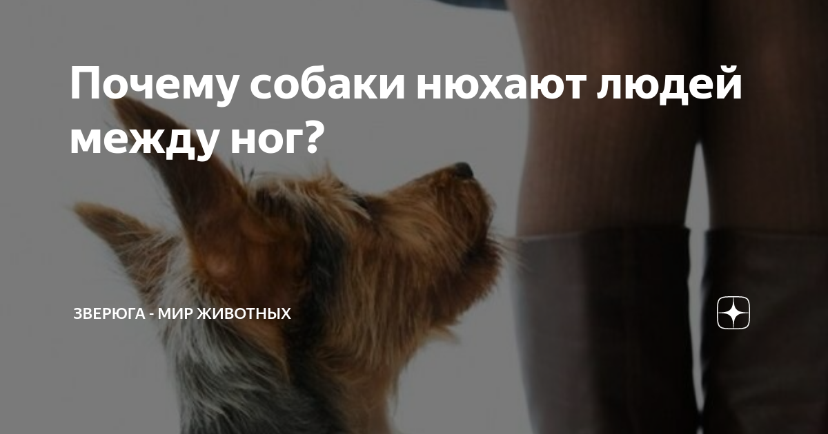 Почему собаки нюхают людей между ног? | ЗверЮга - мир животных | Дзен