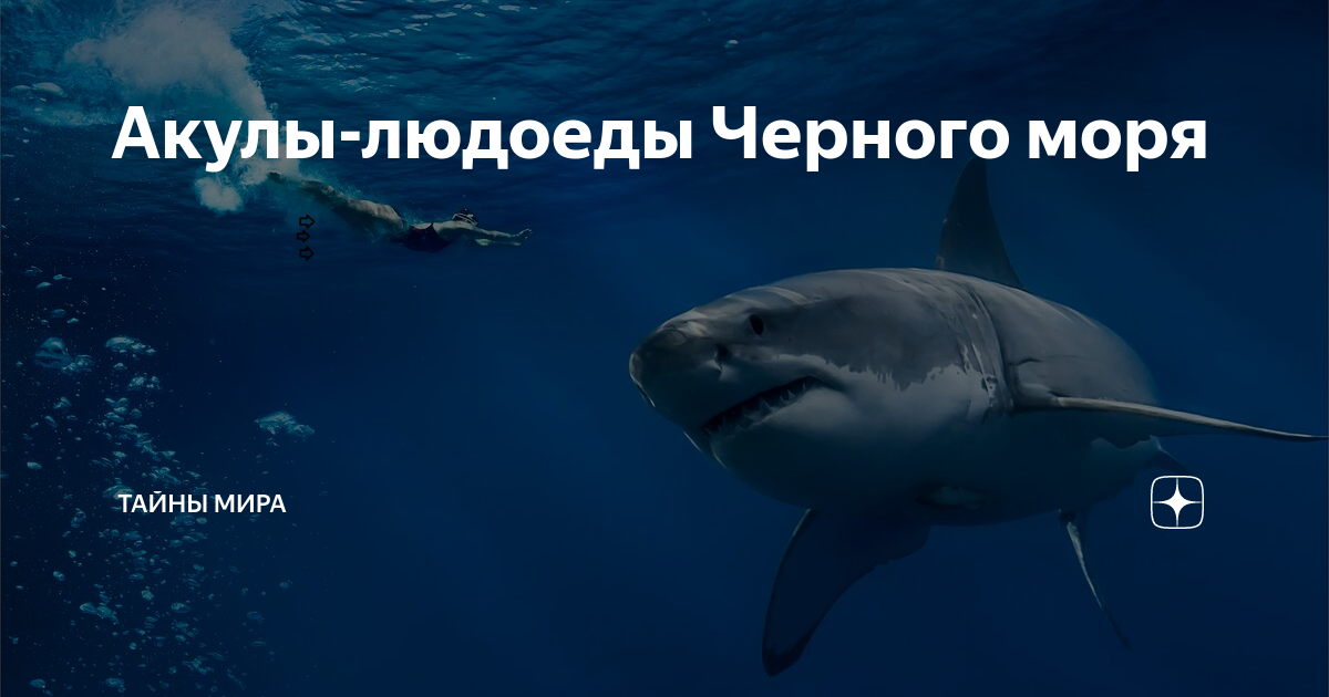 Людоеды моря акулы. Водятся ли акулы в черном море. акула из черного моря.