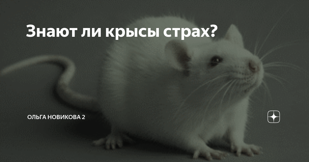 Как называется боязнь крыс. Как называется боязнь крыс