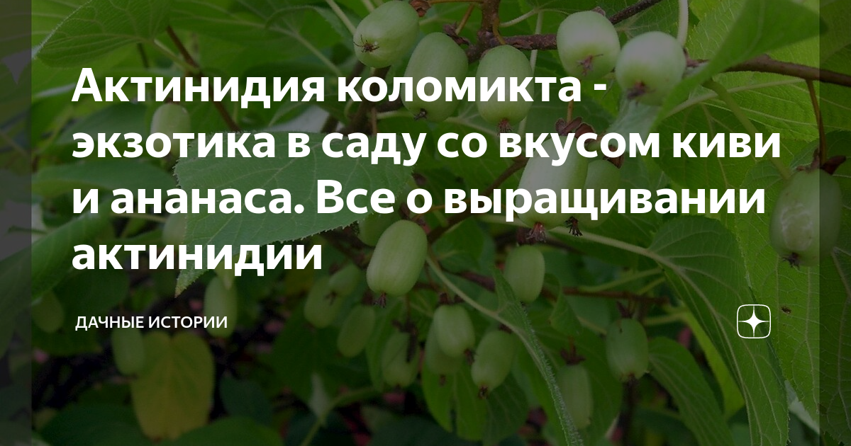 Актинидия: посадка и уход в Подмосковье. Особенности выращивания разных сортов, размножение