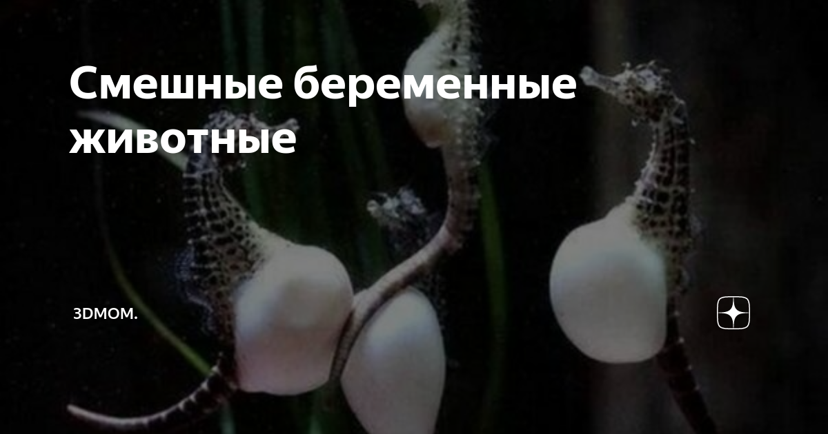 Мама в кубе дзен
