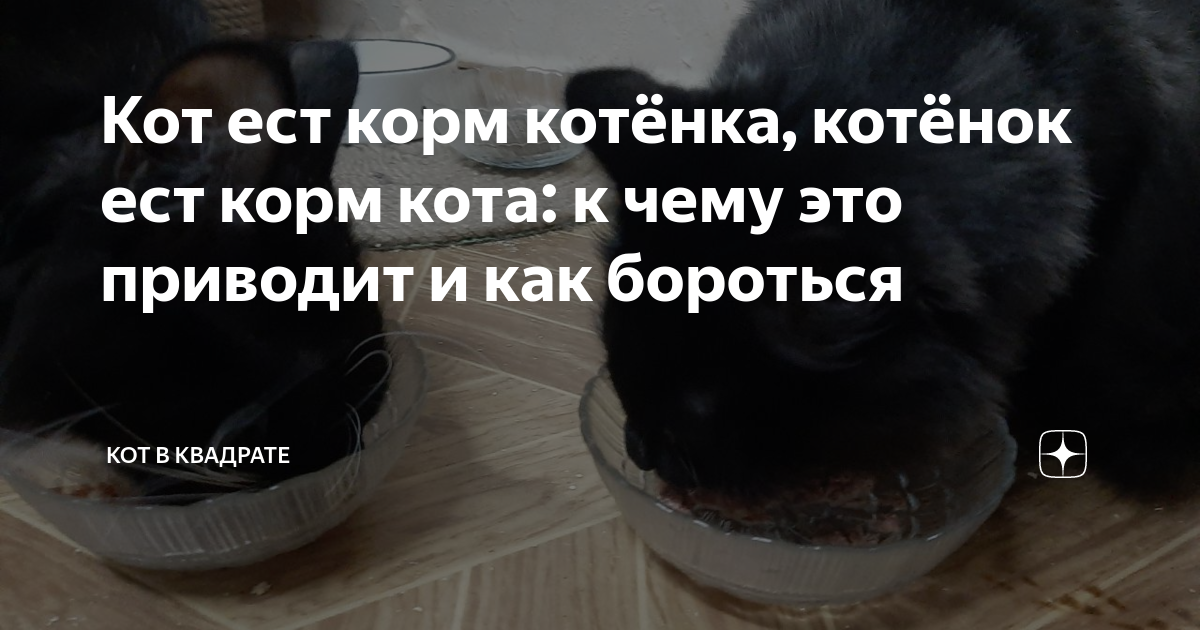 кот не ест натуральную еду