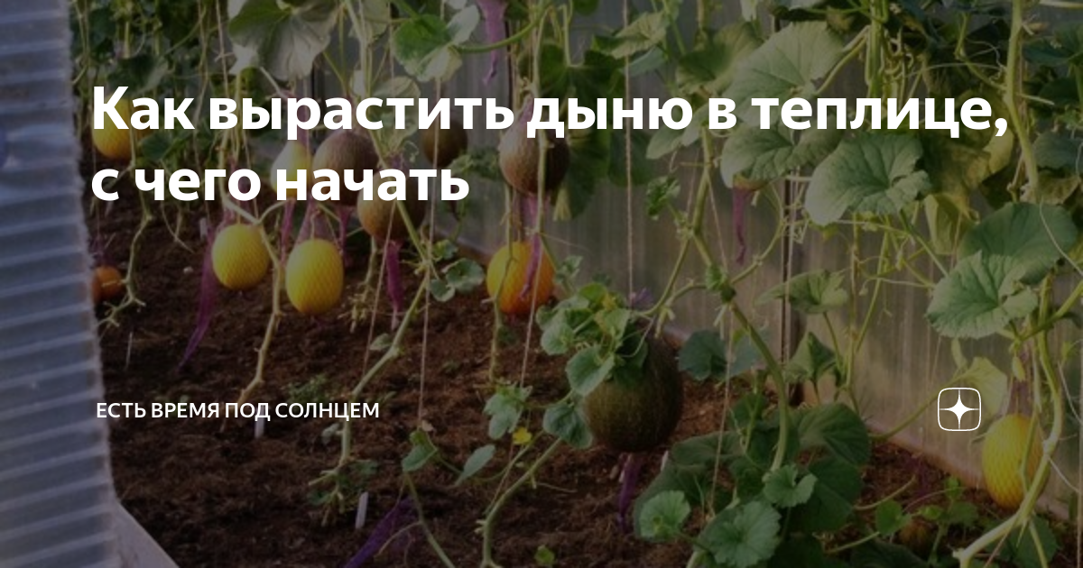Как ухаживать за дыней в теплице. Формировка дыни. Формирование дыни в теплице. Схема пасынкование дыни в теплице. Сформировать дыню в теплице