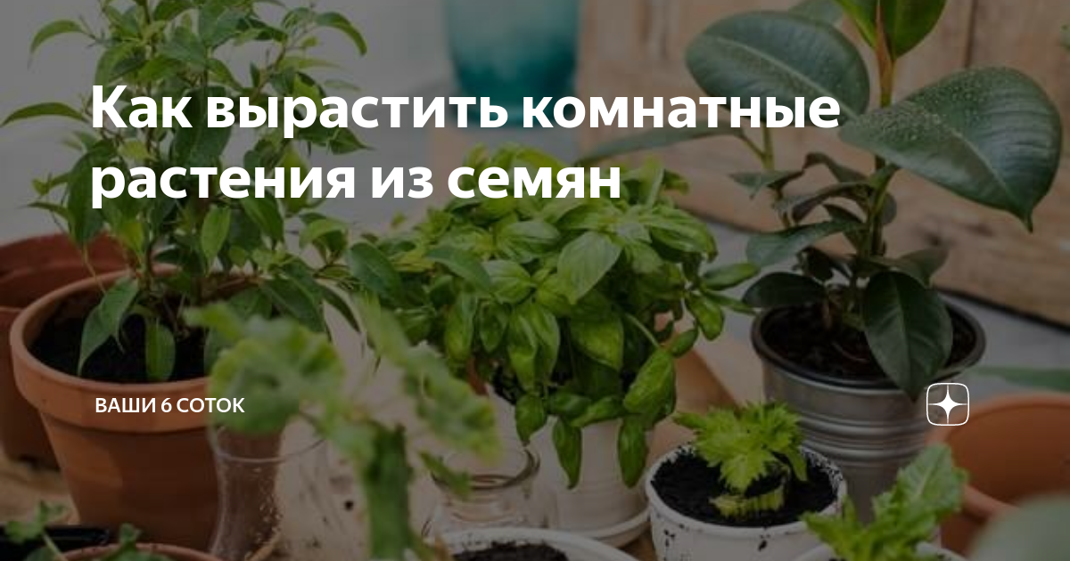 Как вырастить комнатные растения из семян