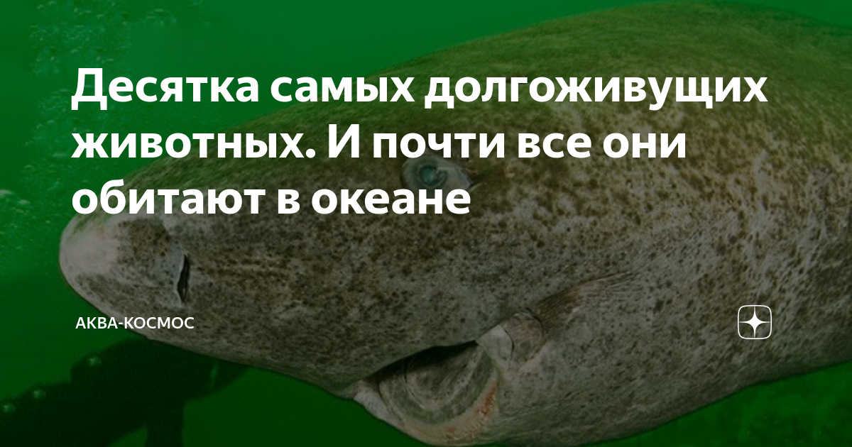 Самое долгоживущее млекопитающее. Самое долгоживущее млекопитающее