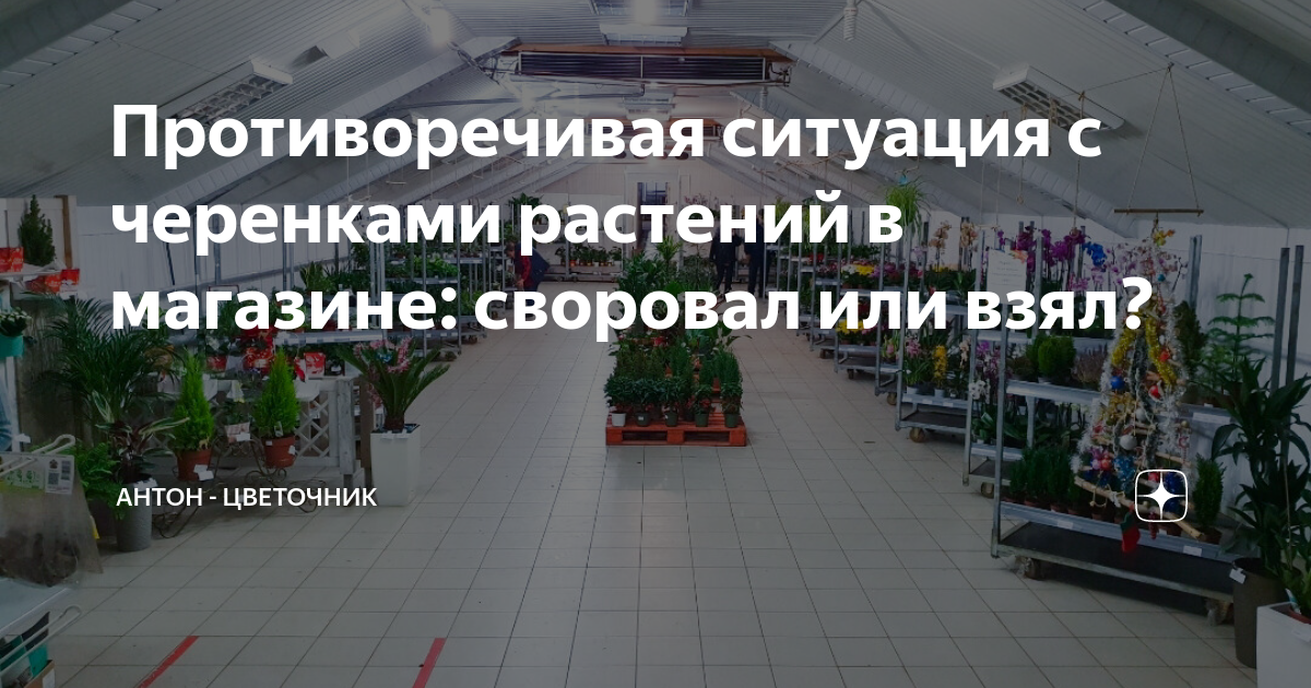 Противоречивая ситуация с черенками растений в магазине: своровал или ...