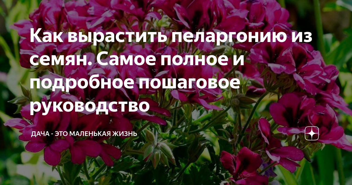 Как вырастить пеларгонию из семян. Самое полное и подробное пошаговое ...
