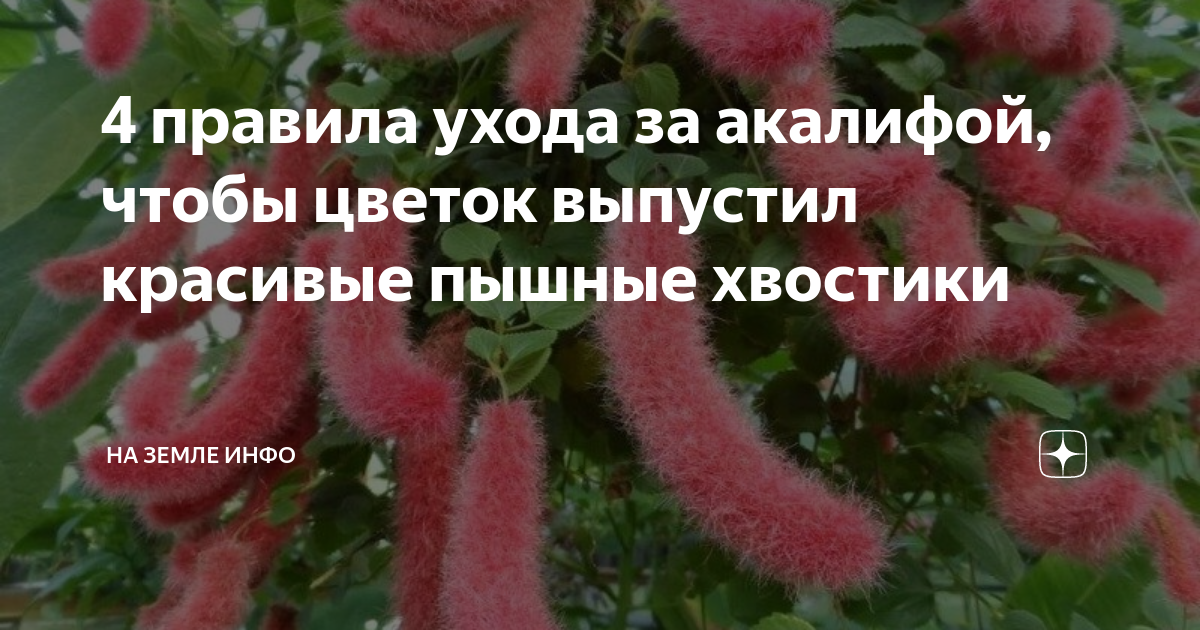 Обработка и профилактика болезней растения