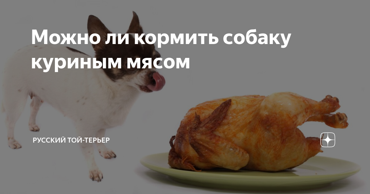 Можно давать собаке куриные головы