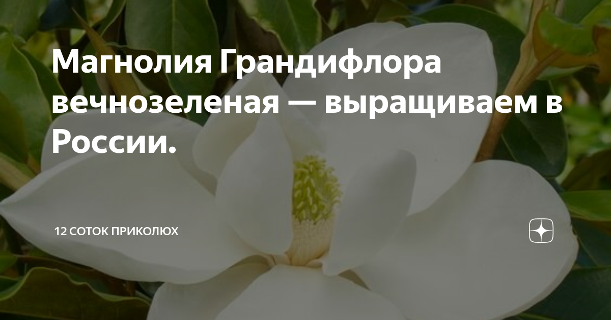 Магнолия Грандифлора вечнозеленая — выращиваем в России. | 12 соток ...