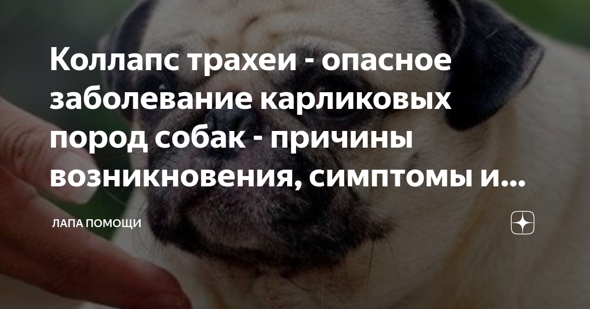 Синдром обратного чихания у собак. Трахеальный коллапс у собаки. заболевание трахеи у собак мелких пород симптомы и лечение. обратное чихание у собак.